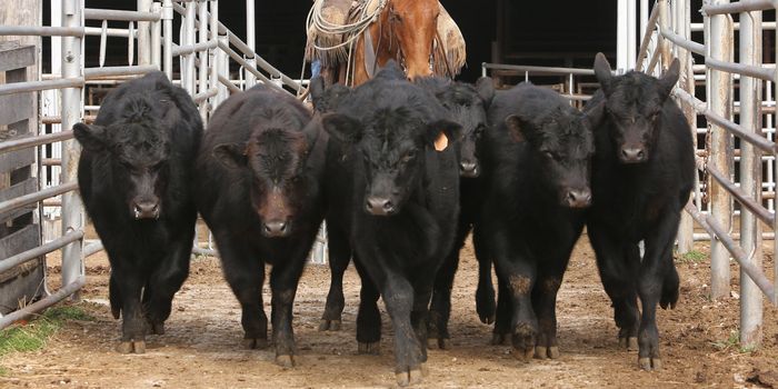 sell your oklahoma mineral rights cattle