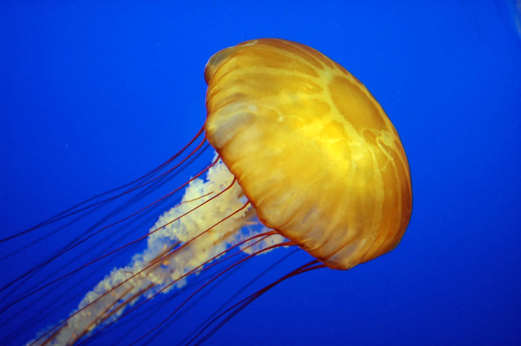OIPA Jelly Fish Berlin Royalties
